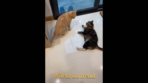 CUTE cat ever | Top funny pet videos | Best pet compilation