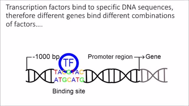 Gene Transcription