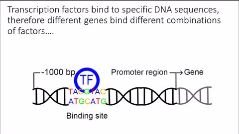 Gene Transcription