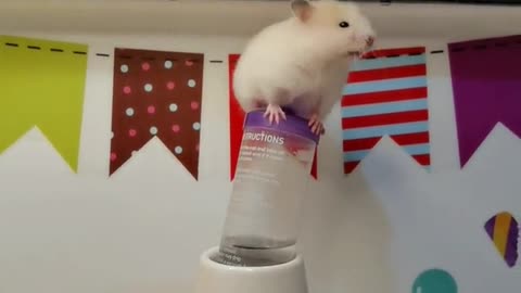 It's too cute