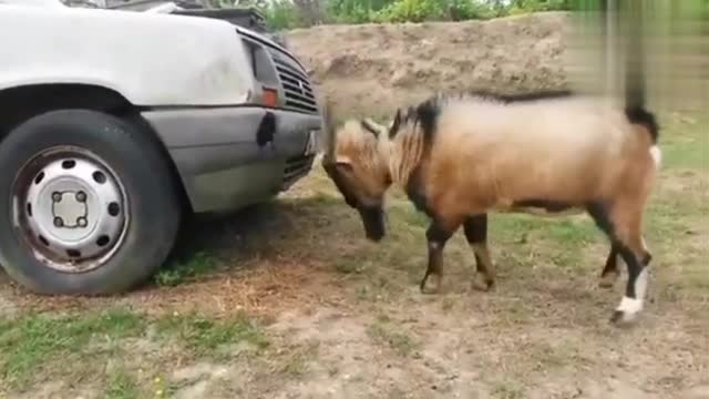 stubborn funny sheep and goats attacking people