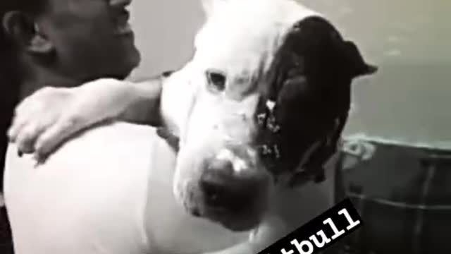 Beautifull Pitbull Dog Dance With Owner😂