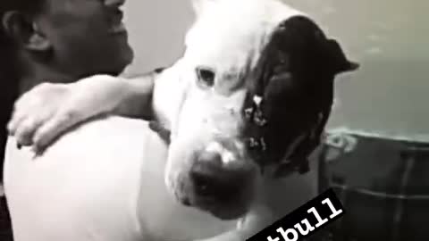 Beautifull Pitbull Dog Dance With Owner😂