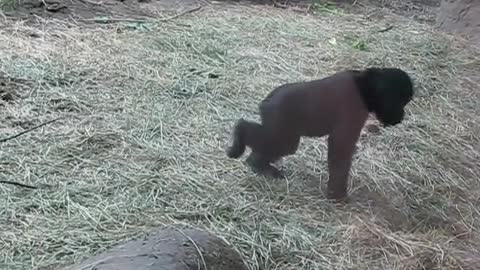 Baby Gorilla