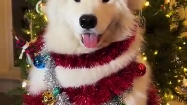 Cute dogs-- ❤️ baby dogs ---- cute and funny dog videos compilation