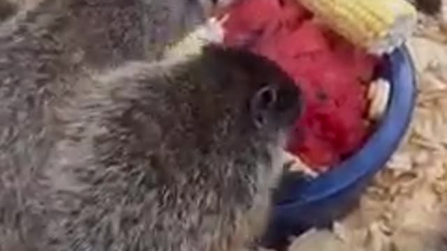 Our nine rescued woodchucks truly enjoy their meal times￼