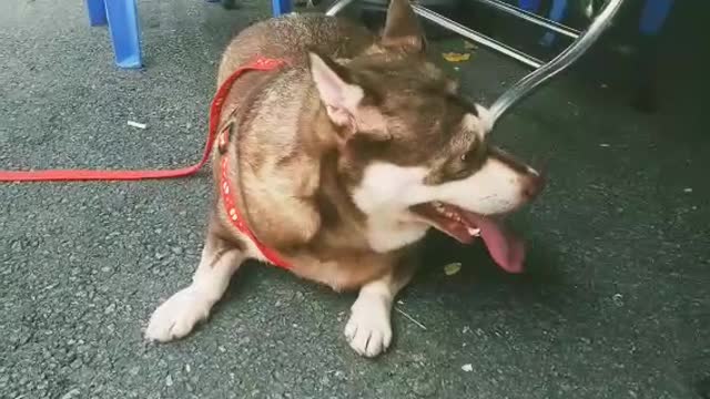 Fat alaska dog