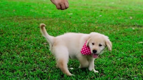 Cute dogs having fun