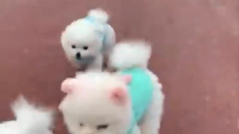 Cute pets