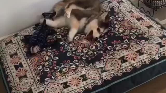 Husky spinning around in circles trying to bit his tail