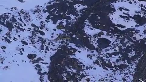 Amazing Snow Leopard Attack