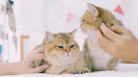 Cute and funny cats vide