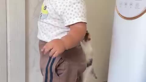 Kitten Clings To Little Boy