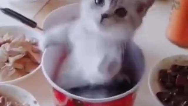 Cute Cat _ Cute Pets Funny Animals Compilation #shorts #541