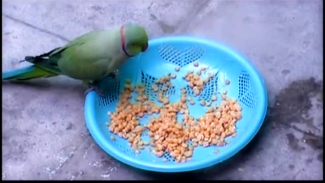 Loro a la defensiva es extremadamente protector de su plato de comida