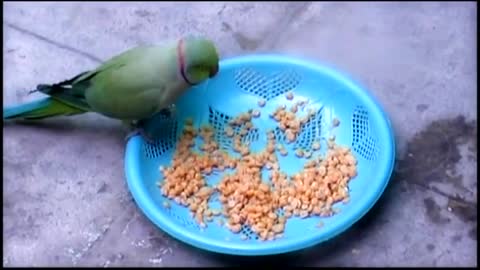 Loro a la defensiva es extremadamente protector de su plato de comida