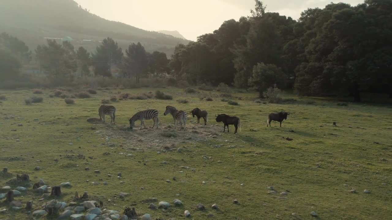 Drone Captures Beautiful Animals Roaming Around Forest