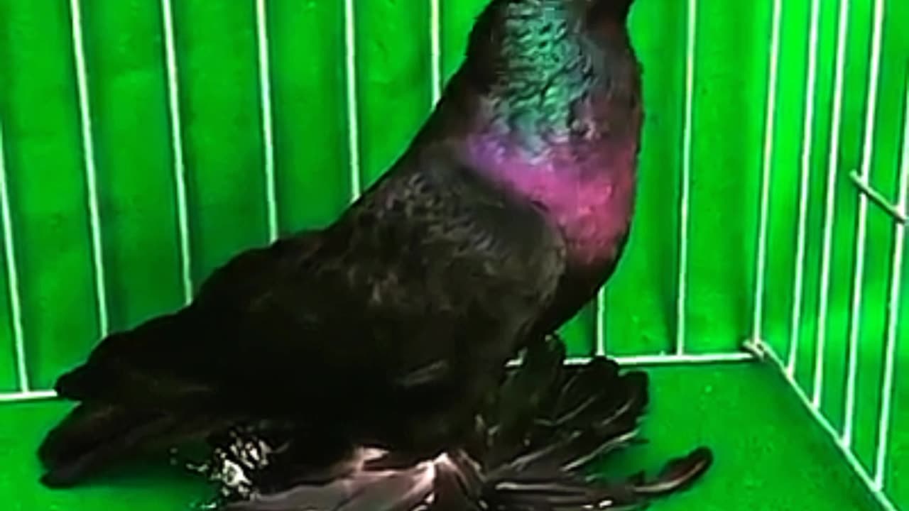 Most beautiful pigeon in the world Uzbek pigeon #Pigeon #Pigeonlove