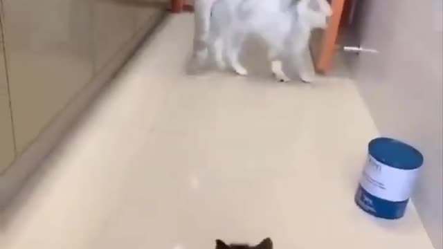 Kitten scared a cat || cat frightened by a kitten || funny cat