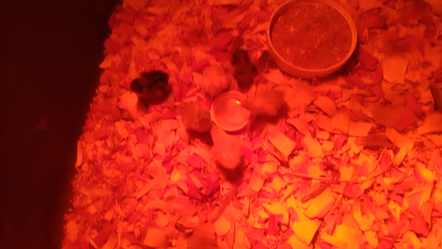 Baby Button Quail Chicks