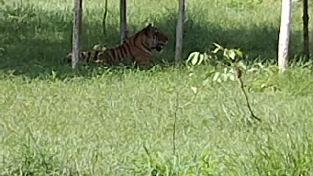 tiger🐯 resting on the grass 😱😱.