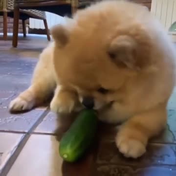 A little puppy playing with a cucumber is very fun