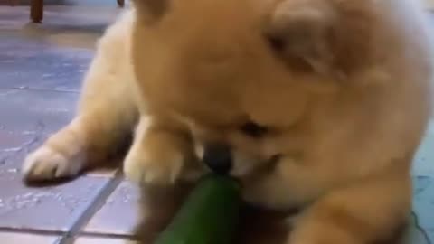 A little puppy playing with a cucumber is very fun