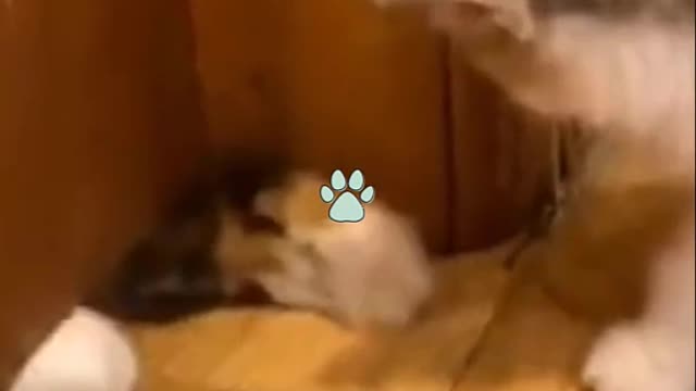 Cutest Try not to Laugh Kittens - Pups - 2