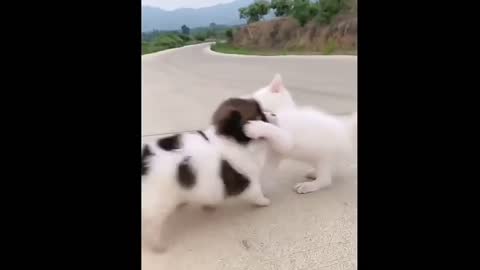 😍😍Wow so Cute Fight Kitten vs Puppy