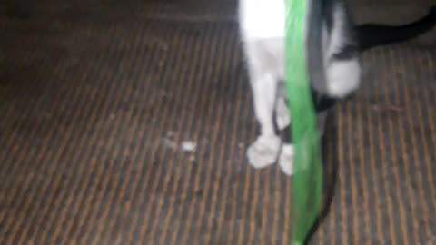 Cat cute game play