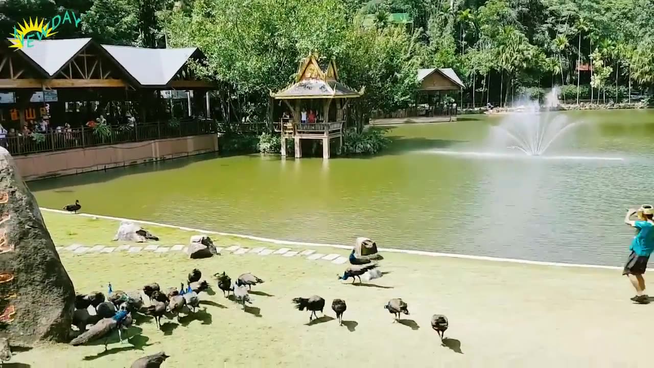 Peacock flying and peacock sound