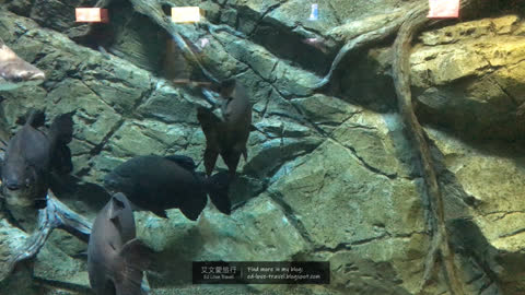 【韓國】釜山景點 ‧ 水產科學館 2