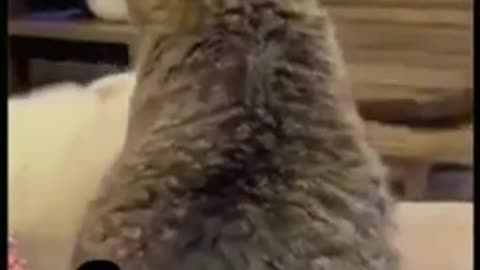 Funny animal videos 🤣🤣😂