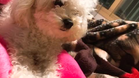 my cute dog!