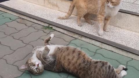 A cat that recognizes its owner and acts cute.