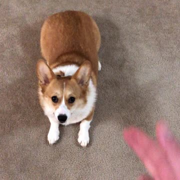 Corgi plays dead in Oscar-worthy performance