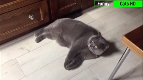 Funniest Cats -Best Cat Videos Of 2022