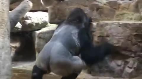 Showdown at the zoo