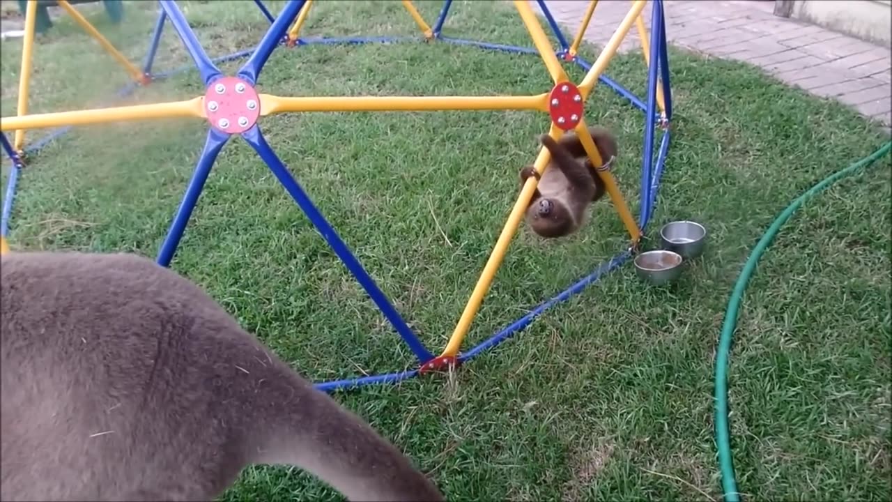 Baby Sloths Being Sloths - FUNNIEST Compilation