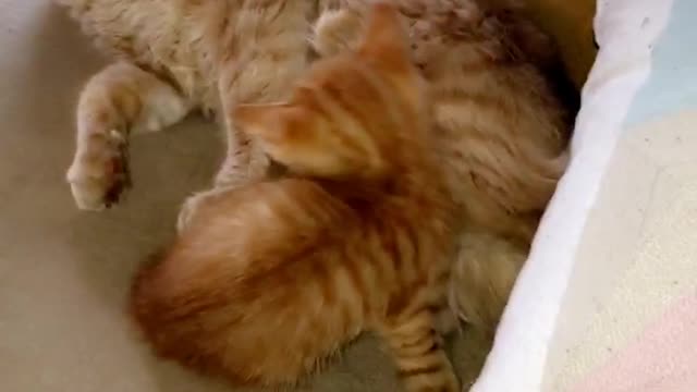 Orange cat pushes small cat off of it
