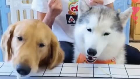 Funny Cute dog eating Competition !