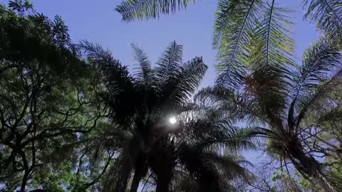 Walking under Tree looking up at tree