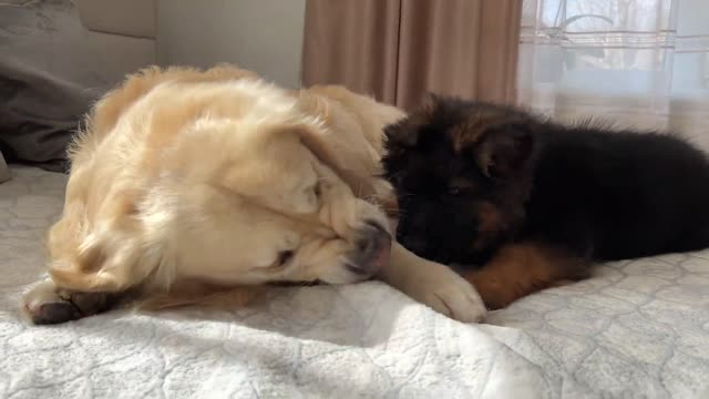 How a Golden Retriever and a German Shepherd Puppy Play