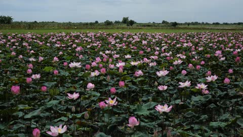 Rural landscapes in Cambodia