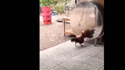 Os filhotes de animais mais fofos do mundo!!!