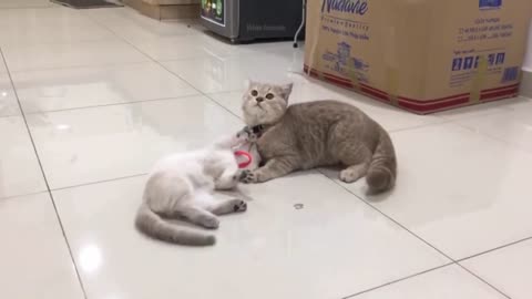 Funny pets Part 2