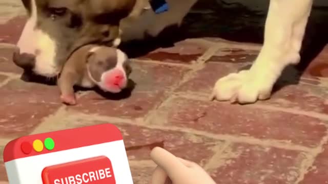 Dog short video #shorts animal shorts