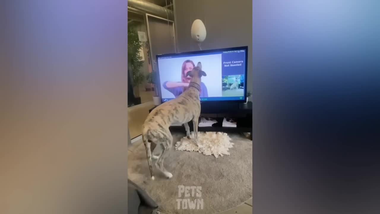 The Funniest Animal Reactions Ever Compilation | You Laugh You Lose | funnycog