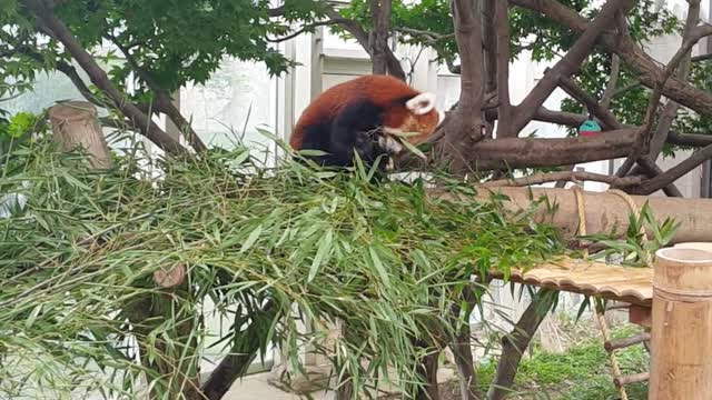 red panda very cute