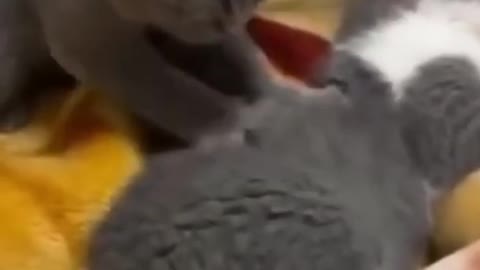 Cute Cat Massage!!!